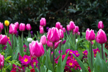 Obraz premium close up pink tulips in the garden. flowers against green leaves as background. bloom of spring flowers in bright sunlight. copy space.