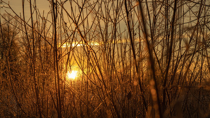 sunset in the forest