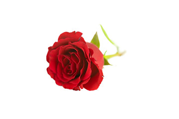red rose on a white background