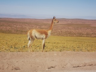 Piedras rojas y logogrifos en San Pedro de Atacama
