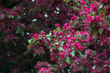 Obraz premium red flowers on the tree. pink flowers against green leaves as background. blossom apple or cherry tree branch in springtime. bloom of spring trees in bright sunlight. copy space