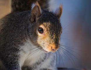 Hungry squirrel in morning sun
