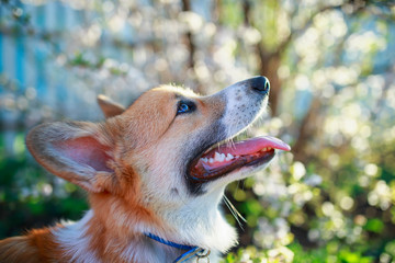 cute red dog Corgi puppy sits in a may Sunny garden in the middle of the surrounded by branches of white cherry blossoms