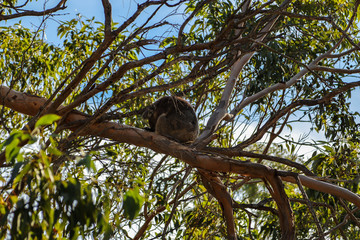 Cute koala sleeping on tree branches at daytime