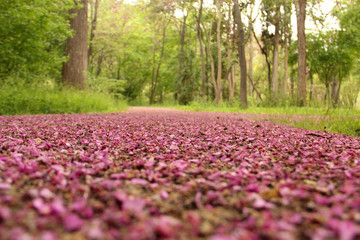 Suelo con pétalos rosas y fondo verde natural