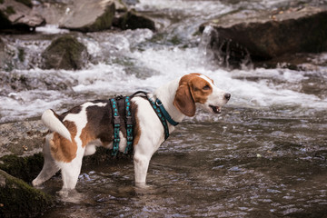 Beagle mit Gebirgsbach