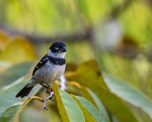 bird on a branch