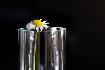 flower in glass of water on white background