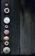 Vertical set of sea urchin tests and seashell of common cockle with antique pocket watches at old wooden boards