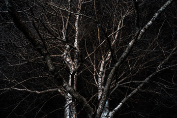 Birch trees at night in a Minsk park