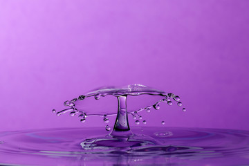 Abstract photograph of a water drop collision created with two water drops splashing together isolated against a purple background.