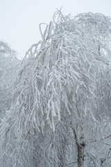 plants in the winter season