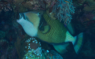 Fototapeta na wymiar Titan fish in the Red Sea