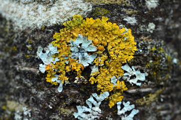 Moosflechte an einem Baum