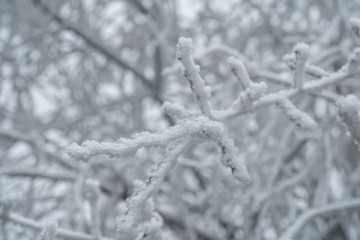 Obraz premium plants in the winter season