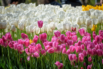assorted white and pink tulips
