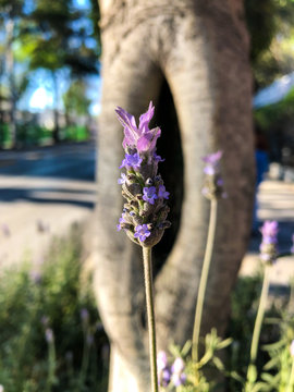 Flor violeta delante de un tronco de árbol agujereado