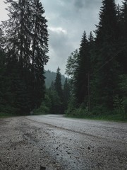 road in the forest