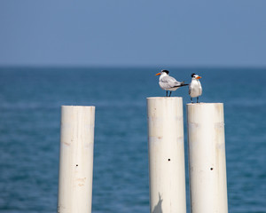seagull on pier