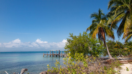 tropical beach with palm trees