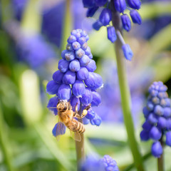 Bumble Bee feeding from Grape Hyacinth