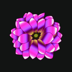 beautiful pink rare flower with a gradient