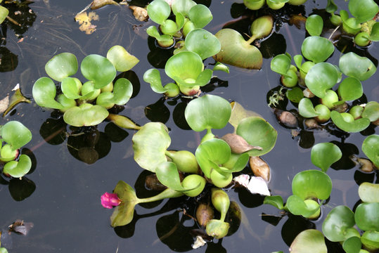 Eichhornia Crassipes