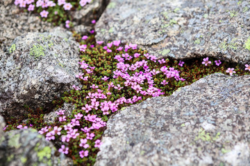 Saxifraga oppositifolia, the purple saxifrage or purple mountain saxifrage flowers growing on tundra rocks
