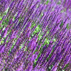 Obraz premium Uniquely beautiful field of lavender flowers