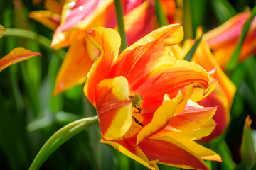 yellow and red stripped tulips