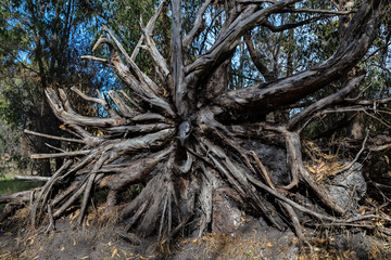 Old tree laying on the ground showing its roots
