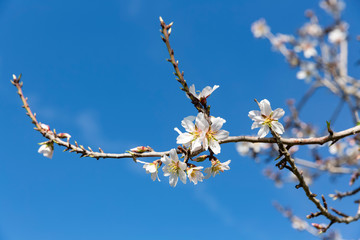 Beautiful flowers of five petals in white or pink tones, from which the fruits and their seeds will later emerge. They are the almonds of Mallorca.