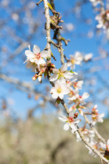 Beautiful flowers of five petals in white or pink tones, from which the fruits and their seeds will later emerged. They are the almonds of Mallorca.