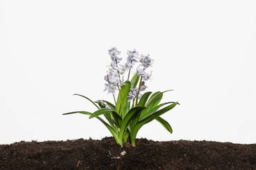 Bluebell flower with roots and soil isolated on white background