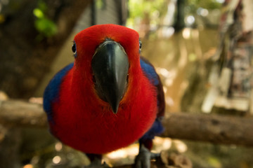 Close up of the beak of a red parrot