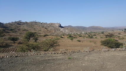 flora and environment in Lalibela