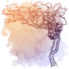 Grape vine. linear drawing isolated on watercolor textured background. Blank Template. EPS10 vector illustration
