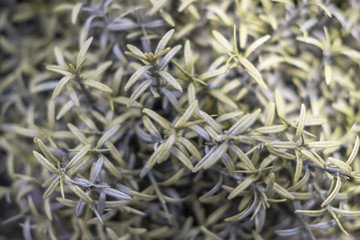 Thin leaves of green plants, close-up background