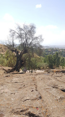 flora and environment in Lalibela