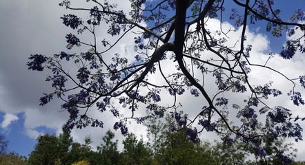 flora and environment in Lalibela