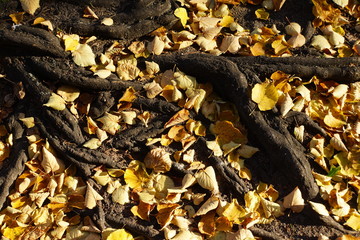 gelbes Herbstlaub zwischen den Wurzeln einer Linde (Tilia spec.)