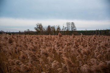natura pole łąka  © Emilia