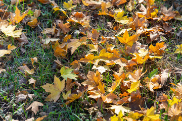 Yellow autumn maple leaves on green grass
