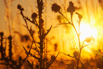 Dark silhouettes of needles of thistle flowers close up against the sunset background.