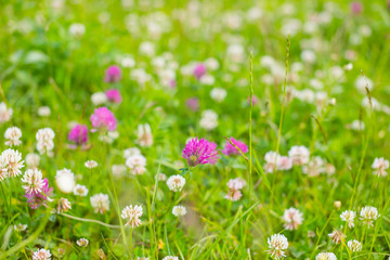 Obraz na płótnie Canvas Summer meadow with various herbs, flowering meadow clover on a bright sunny spring day, spring mood, clover honey plant, close-up, selective focus, clover field.