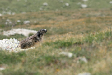 Wild Marmot in Zermatt Switzerland 3