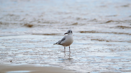 Saint Jean de Monts, Black-headed gull 
