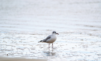 Saint Jean de Monts, Black-headed gull 