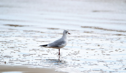 Saint Jean de Monts, Black-headed gull 