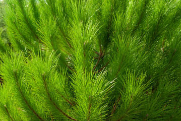 Pine needles closeup for background